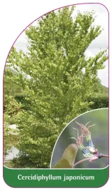 etykieta-szkolkarska-cercidiphyllum-japonicum