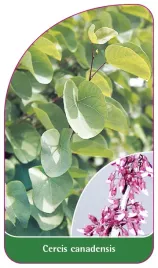 etykieta-szkolkarska-cercis-canadensis