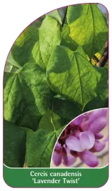 etykieta-szkolkarska-cercis-canadensis-lavender-twist