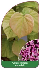 etykieta-szkolkarska-cercis-chinensis-avondale