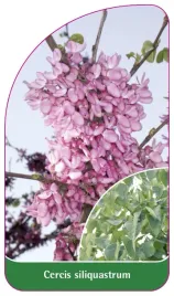 etykieta-szkolkarska-cercis-siliquastrum