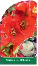 etykieta-szkolkarska-chaenomeles-hollandia-a