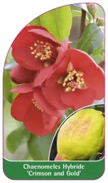 etykieta-szkolkarska-chaenomeles-hybride-crimson-and-gold