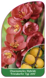 etykieta-szkolkarska-chaenomeles-hybride-friesdorfer-typ-205
