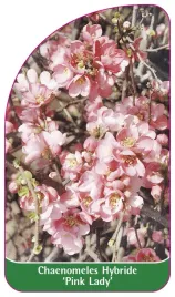 etykieta-szkolkarska-chaenomeles-hybride-pink-lady