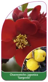 etykieta-szkolkarska-chaenomeles-japonica-sargentii