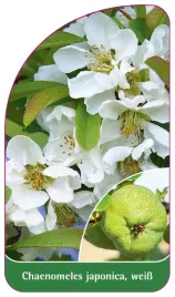 etykieta-szkolkarska-chaenomeles-japonica-weiss