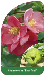 etykieta-szkolkarska-chaenomeles-pink-trail