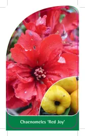 etykieta-szkolkarska-chaenomeles-red-joy