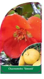 etykieta-szkolkarska-chaenomeles-simonii