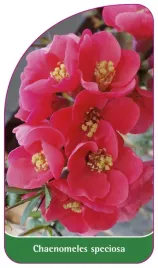 etykieta-szkolkarska-chaenomeles-speciosa