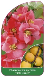 etykieta-szkolkarska-chaenomeles-speciosa-pink-queen