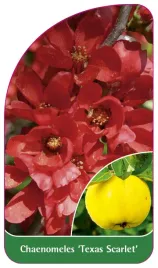 etykieta-szkolkarska-chaenomeles-texas-scarlet