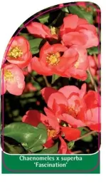 etykieta-szkolkarska-chaenomeles-x-superba-fascination