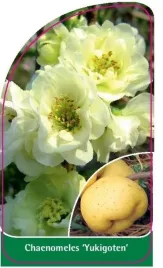 etykieta-szkolkarska-chaenomeles-yukigoten