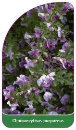 etykieta-szkolkarska-chamaecytisus-porpureus