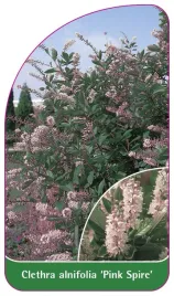 etykieta-szkolkarska-clethra-alnifolia-pink-spire