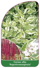 etykieta-szkolkarska-cornus-alba-argenteomarginata
