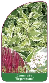 etykieta-szkolkarska-cornus-alba-elegantissima