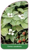 etykieta-szkolkarska-cornus-canadensis