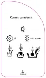 etykieta-szkolkarska-cornus-canadensis-stan-nowy