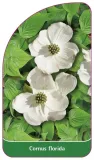 etykieta-szkolkarska-cornus-florida
