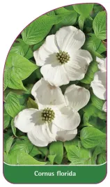 etykieta-szkolkarska-cornus-florida