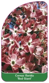 etykieta-szkolkarska-cornus-florida-red-giant
