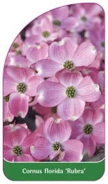 etykieta-szkolkarska-cornus-florida-rubra