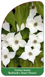etykieta-szkolkarska-cornus-kousa-bultinck-s-giant-flower