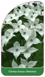 etykieta-szkolkarska-cornus-kousa-chinensis
