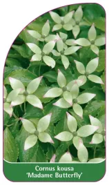 etykieta-szkolkarska-cornus-kousa-madame-butterfly