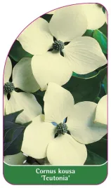 etykieta-szkolkarska-cornus-kousa-teutonia