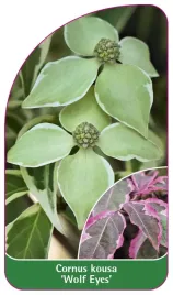 etykieta-szkolkarska-cornus-kousa-wolf-eyes