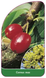 etykieta-szkolkarska-cornus-mas-standard-a