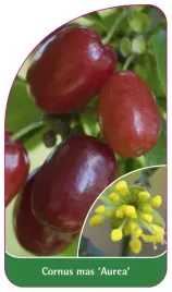 etykieta-szkolkarska-cornus-mas-aurea