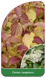 etykieta-szkolkarska-cornus-sanguinea