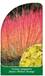etykieta-szkolkarska-cornus-sanguinea-anny-s-winter-orange
