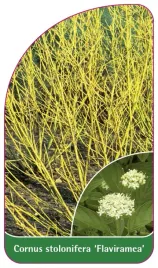 etykieta-szkolkarska-cornus-stolonifera-flaviramea