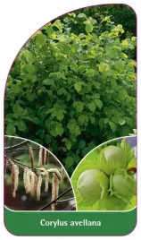 etykieta-szkolkarska-corylus-avellana