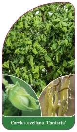 etykieta-szkolkarska-corylus-avellana-contorta
