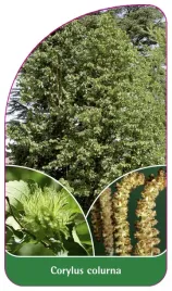 etykieta-szkolkarska-corylus-colurna