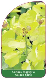 etykieta-szkolkarska-cotinus-coggygria-golden-spirit