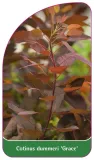 etykieta-szkolkarska-cotinus-dummeri-grace-a
