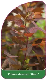 etykieta-szkolkarska-cotinus-dummeri-grace-a