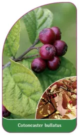 etykieta-szkolkarska-cotoneaster-bullatus
