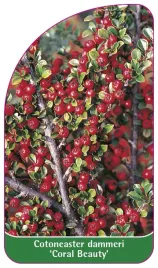 etykieta-szkolkarska-cotoneaster-dammeri-coral-beauty