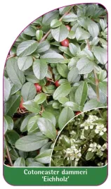 etykieta-szkolkarska-cotoneaster-dammeri-eichholz