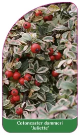 etykieta-szkolkarska-cotoneaster-dammeri-juliette