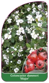 etykieta-szkolkarska-cotoneaster-dammeri-major